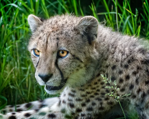 A Cheetah Up Close — Stock Photo, Image