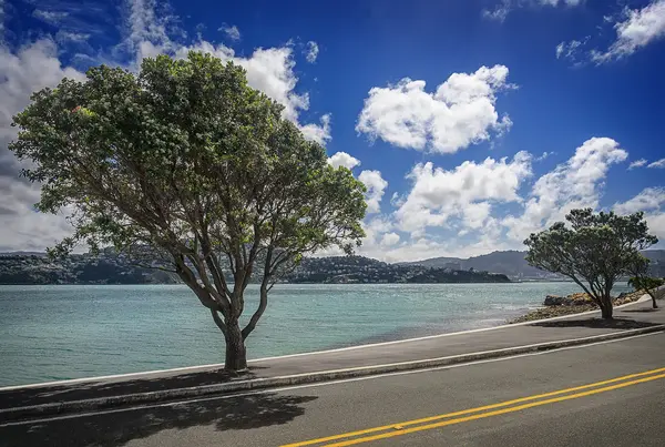 Big beautiful trees along the coast — Stock Photo, Image