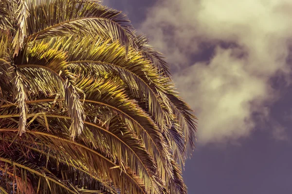 Foglie di palma su sfondo cielo blu — Foto Stock