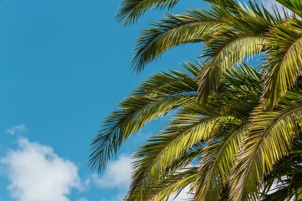 Foglie di palma su sfondo cielo blu — Foto Stock