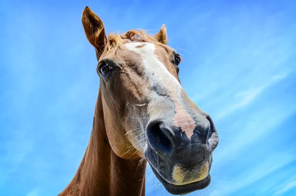 Gros plan portrait de cheval — Photo