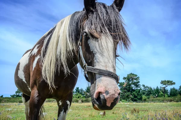 Szczegół portret konia — Zdjęcie stockowe