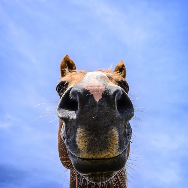 Retrato de close-up de cavalo — Fotografia de Stock