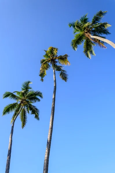 Palms on a background of blue sky — Stock Photo, Image