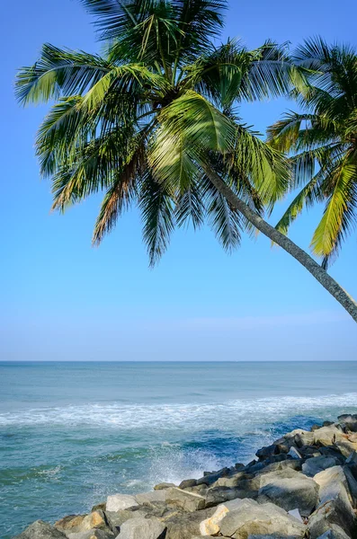 Palmiers sur fond de ciel bleu — Photo