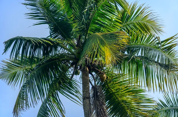 Palmiers sur fond de ciel bleu — Photo