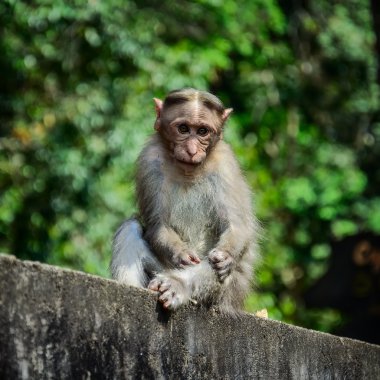 Funny monkey taken in Periyar Wildlife sanctuary clipart