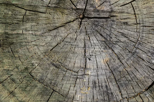 stock image Close-up cross section of tree trunk.