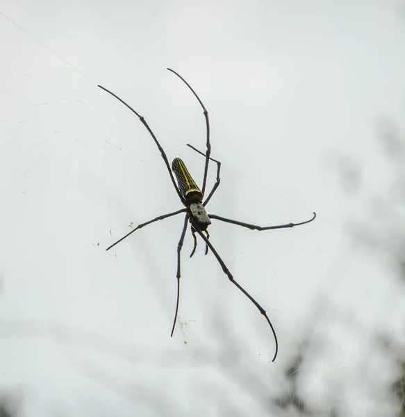 Aranha de madeira gigante ou aranha de banana em sua teia — Fotografia de Stock