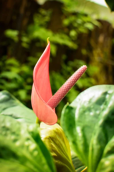 Flamingo květ nebo květ Anturie — Stock fotografie