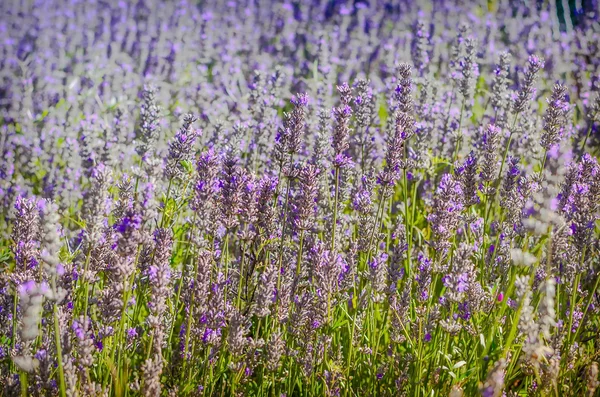 Flores de lavanda — Fotografia de Stock