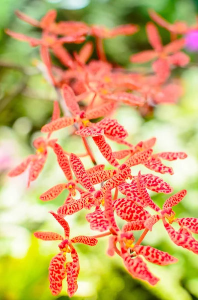 The red and orange orchid flowers — Stock Photo, Image