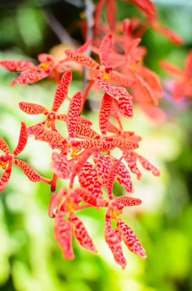 The red and orange orchid flowers — Stock Photo, Image
