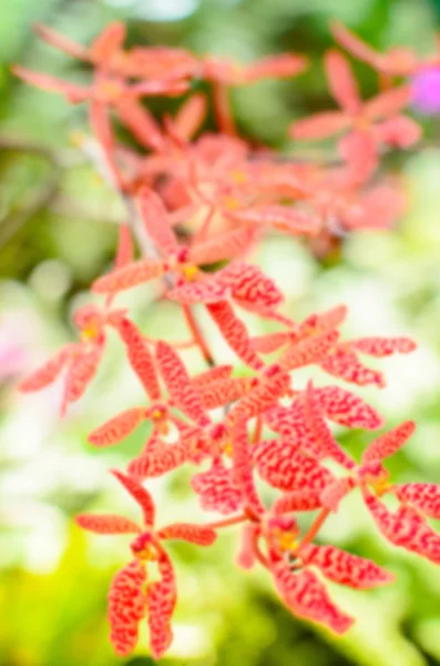 Blurred of flowers — Stock Photo, Image