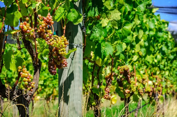 Ramo de uva dulce y sabroso — Foto de Stock