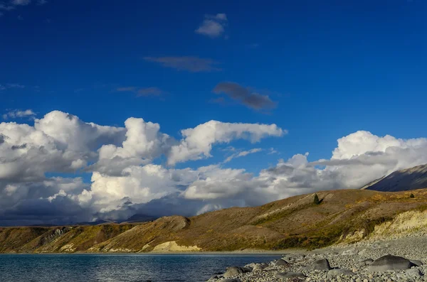 Самотня сосни на пагорбі біля озера Tekapo — стокове фото