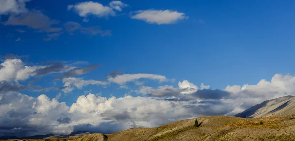 Одинокая сосна на холме возле озера Текапо — стоковое фото