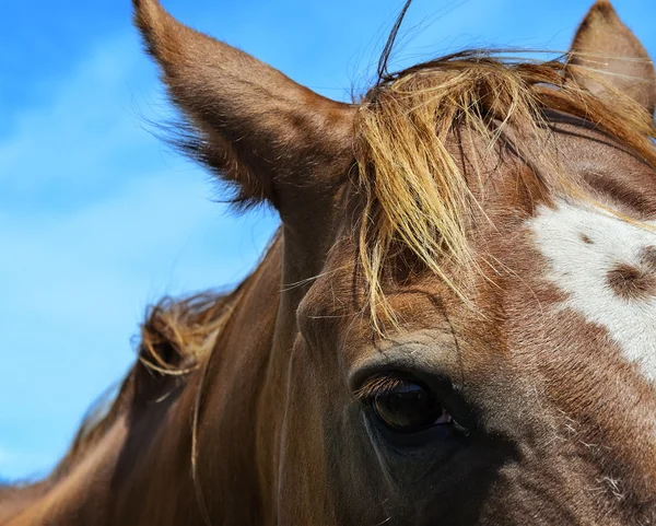 Olho de cavalo . — Fotografia de Stock