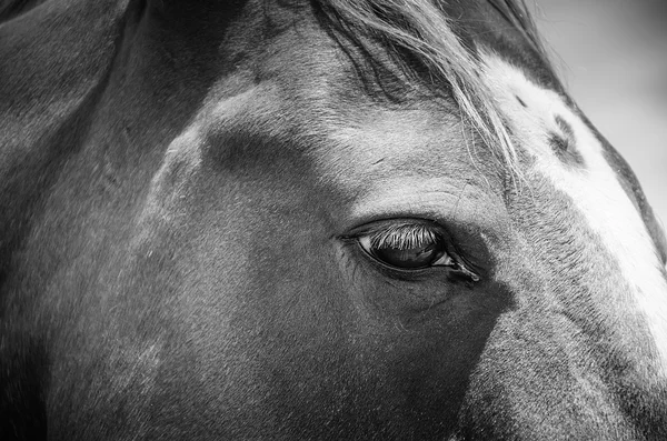 Horses eye. — Stock Photo, Image