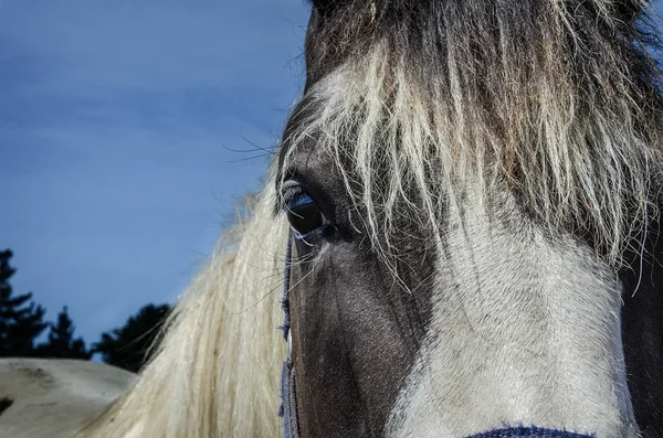 Horses eye. — Stock Photo, Image