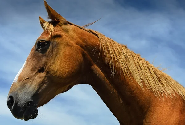 Close-up portrait of horse — Stock Photo, Image