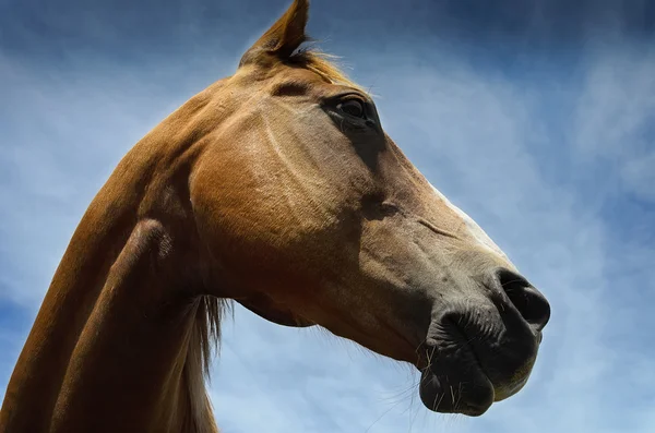 Retrato de close-up de cavalo — Fotografia de Stock