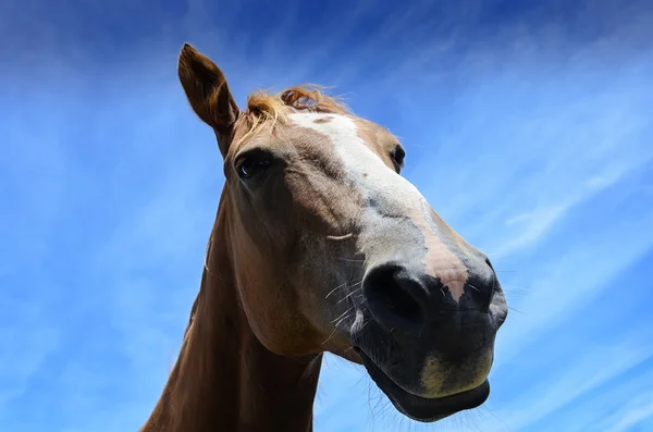 Retrato de close-up de cavalo — Fotografia de Stock