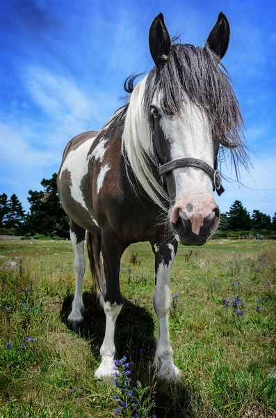 Zár-megjelöl ló portréja — Stock Fotó