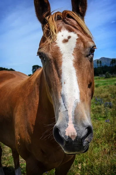 Close-up portrait of horse — Stock Photo, Image