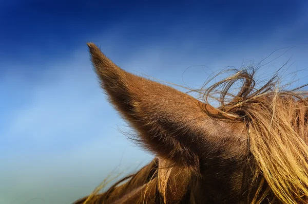As orelhas do cavalo contra o céu — Fotografia de Stock