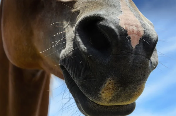 Koń brązowy nos z bliska — Zdjęcie stockowe