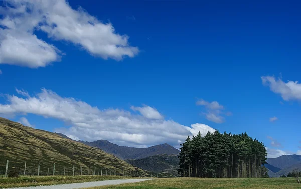 Pine trees at the background — Stock Photo, Image