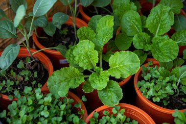 Sebze bahçesinde organik yeşil kişniş karışımı, Tayland bitkisi..