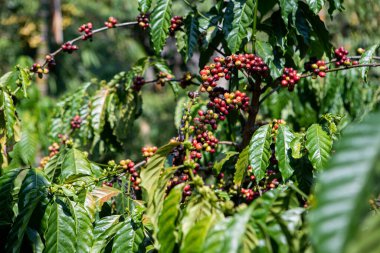 Tayland 'ın kuzeydoğu dağındaki Robusta kahve çiftliği..