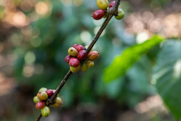 Robusta coffee farm in the Northeast  mountain of Thailand.