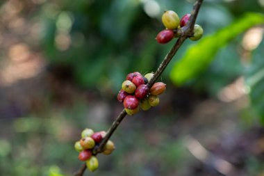 Tayland 'ın kuzeydoğu dağındaki Robusta kahve çiftliği.