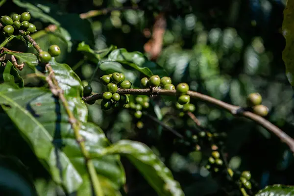 Robusta coffee farm in the Northeast  mountain of Thailand