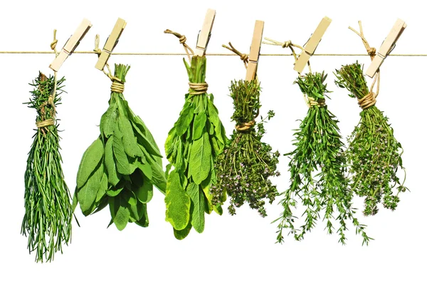 Different fresh herbs — Stock Photo, Image