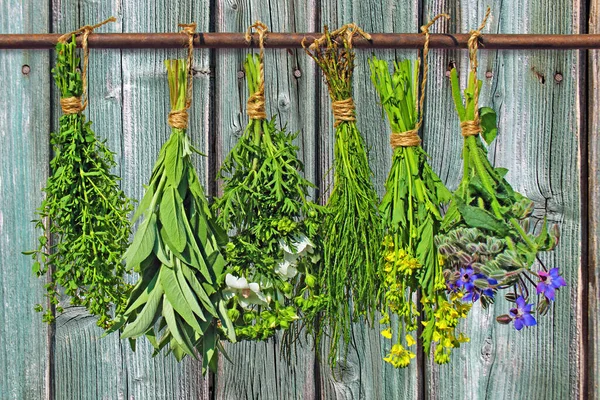 Plantas Medicinales Cuelgan Paquetes Delante Una Pared Madera Rústica Imágenes de stock libres de derechos