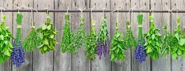 Various fresh herbs — Stock Photo, Image