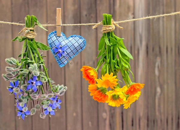 Trossen van Tagetes en Bernagie — Stockfoto