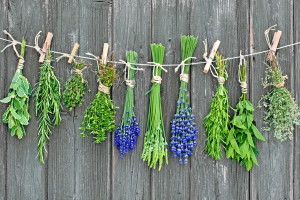 Fresh herbs hanging on line — Stock Photo, Image