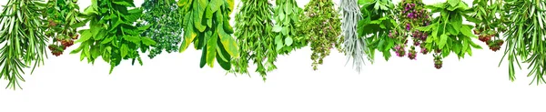 Border of fresh herbs — Stock Photo, Image