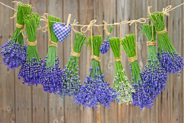 Olika sorter av lavendel — Stockfoto