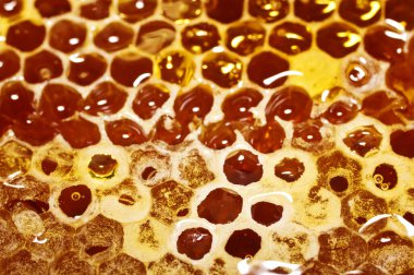 - Tatlım. Ballı bal peteği yakın plan. Makro