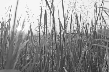 Siyah beyaz fotoğrafçılık. Gün batımı ya da şafak, çayır, çim, tarla, kırsal, gelincikler, gökyüzü ve güneş