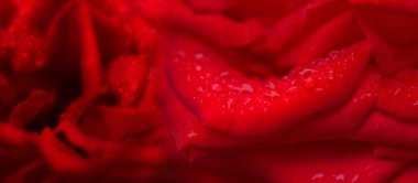 Güzel gül yaprakları ve su damlaları. Koyu kırmızı arka plan. Makro. 