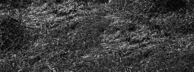  Yanmış toprakta yanmış çimenler. Kül. Kopyalama alanı ile geniş dramatik arkaplan pankartı. Ekolojik kavram