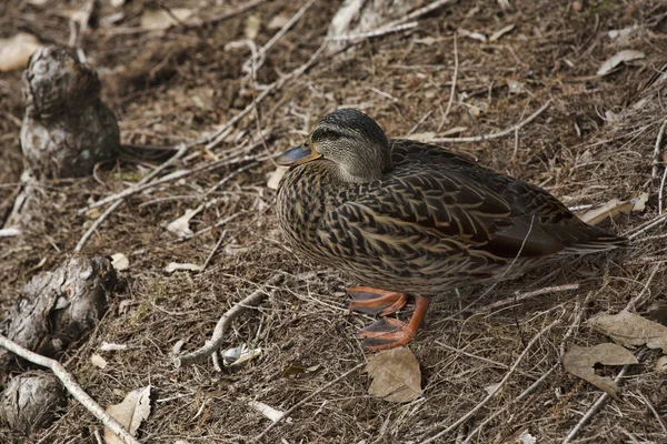 Mallard Hen hides in the woods — Stock Photo, Image