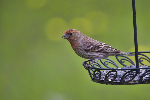 House Finch on Watch — Stock Photo, Image